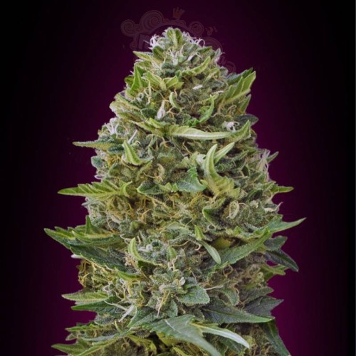 00 SEEDS BANK - Caramel Kush