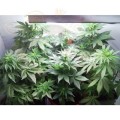 PARADISE SEEDS - Vertigo Auto