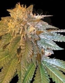 DNA GENETICS - LA Confidential