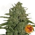 BARNEY'S FARM - Triple Cheese