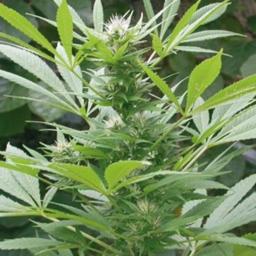 AMARANTA SEEDS - Easy Bud
