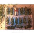 PARADISE SEEDS - Acid