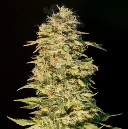 GENEHTIK - OG Lemon Bilbo
