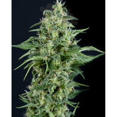 PYRAMID SEEDS - Kryptonite