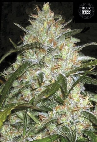BULK SEED BANK - Grapefruit