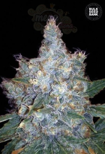 BULK SEED BANK - Auto Blueberry Berry
