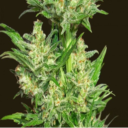 BIOHAZARD SEEDS - Auto Chingon