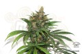 DUTCH PASSION - Master Kush