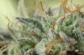 DINAFEM - Remo Chemo
