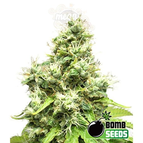 BOMB SEEDS - Medi Bomb 1