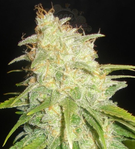 DELICOUS SEEDS - Critical Yumbolt