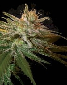 DNA GENETICS - Kushberry