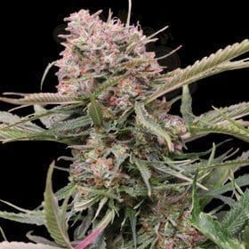 G13 LABS - Auto Gigabud
