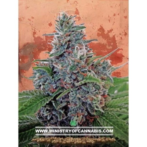 MINISTRY OF CANNABIS - Auto Blue Amnesia