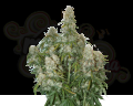 Big Bud Auto