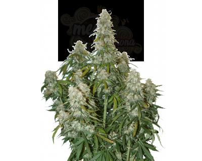 Big Bud Auto
