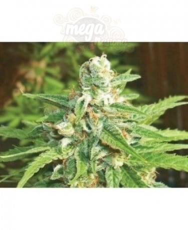 BIOHAZARD SEEDS - Auto Kratos