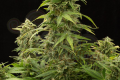 DINAFEM - Haze 2.0 Autoflowering