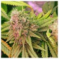 NIRVANA - Bubblelicious Auto