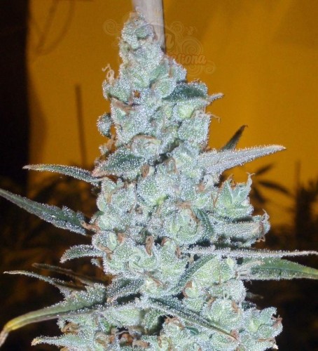 DELICOUS SEEDS - Critical Jack Herer