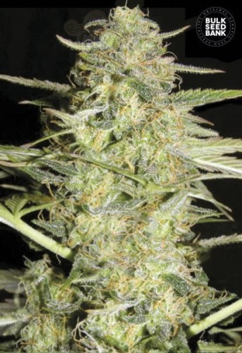 BULK SEED BANK - Auto Loveryder