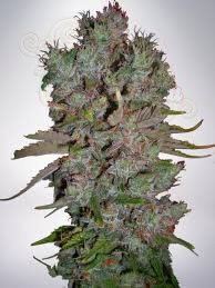 MINISTRY OF CANNABIS - Auto Blueberry Domina