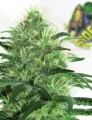 RIPPER SEEDS - Sideral