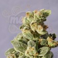 KANNABIA SEED - Gnomo Auto