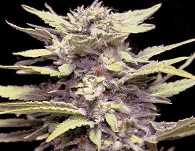 G13 LABS - Blue Cindy