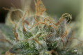 DINAFEM - Remo Chemo