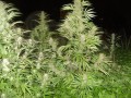 FEMALE SEEDS - Easy Sativa
