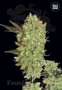 BULK SEED BANK - Marley's Bud
