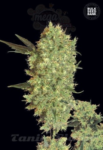 BULK SEED BANK - Marley's Bud