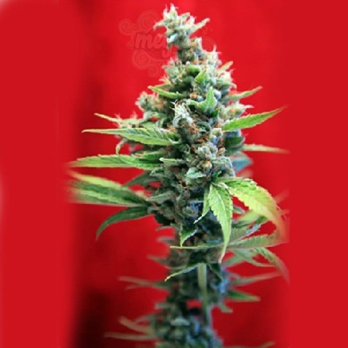 REGGAE SEEDS - SRA. Amparo