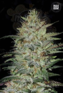 BULK SEED BANK - Sensible Star