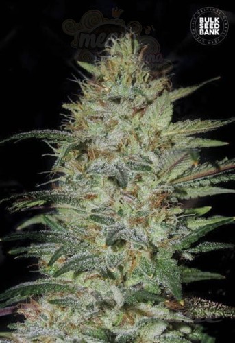 BULK SEED BANK - Sensible Star
