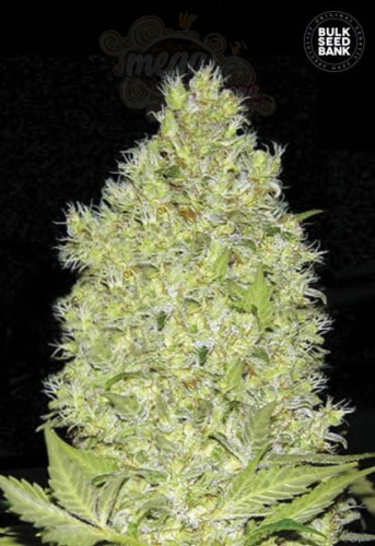 BULK SEED BANK - Chronical