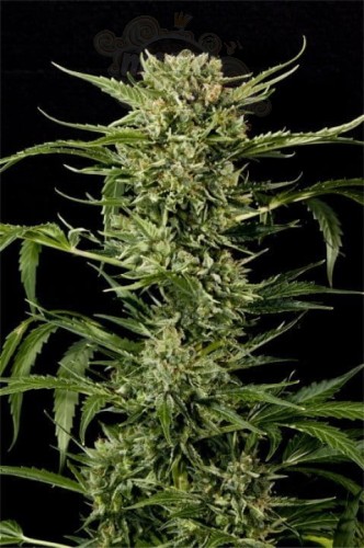 GRASS-O-MATIC - Auto Mass