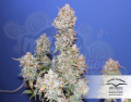 DUTCH PASSION - Auto Blueberry®