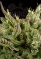 DINAFEM - Deep Cheese