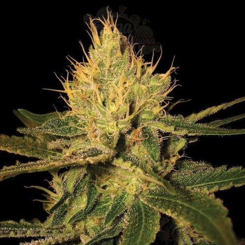 Cannalope Haze