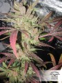 DUTCH PASSION - Master Kush