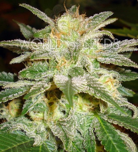 WORLD OF SEEDS - New York 47
