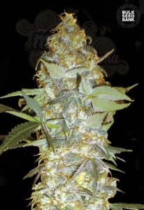 BULK SEED BANK - Euforia Special