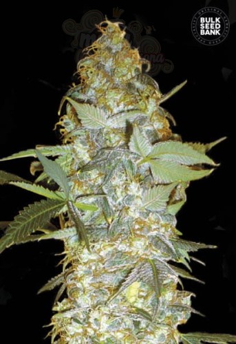 BULK SEED BANK - Euforia Special