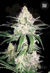 BULK SEED BANK - Special Lime Haze