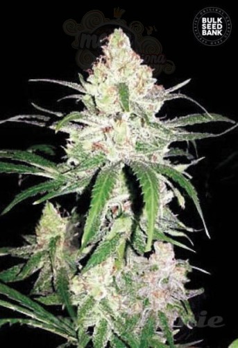 BULK SEED BANK - Special Lime Haze