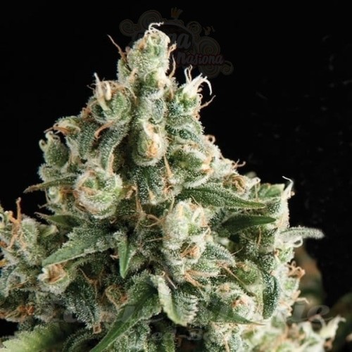 PYRAMID SEEDS - Lennon