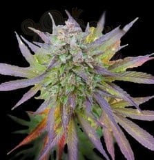 G13 LABS - Blueberry Gum
