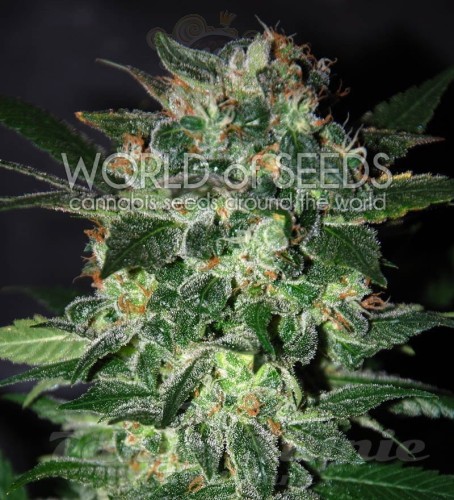 WORLD OF SEEDS - Domina Star